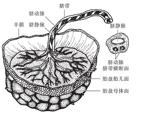 胎盘长什么样|胎盘是什么样的